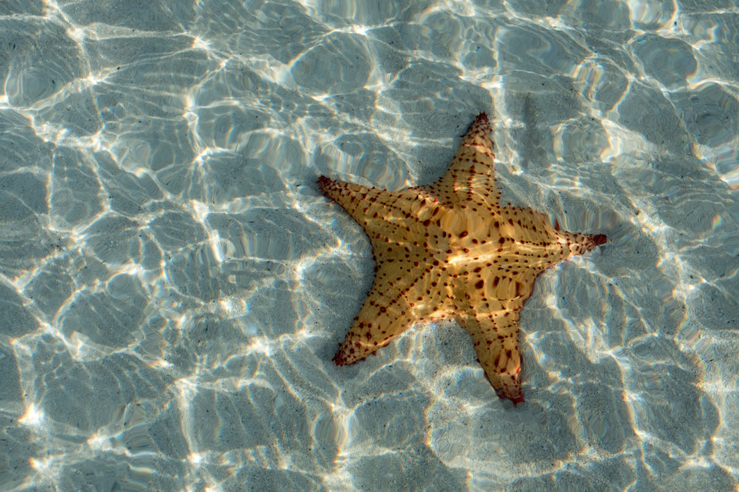 VNT - Wildlife Starfish