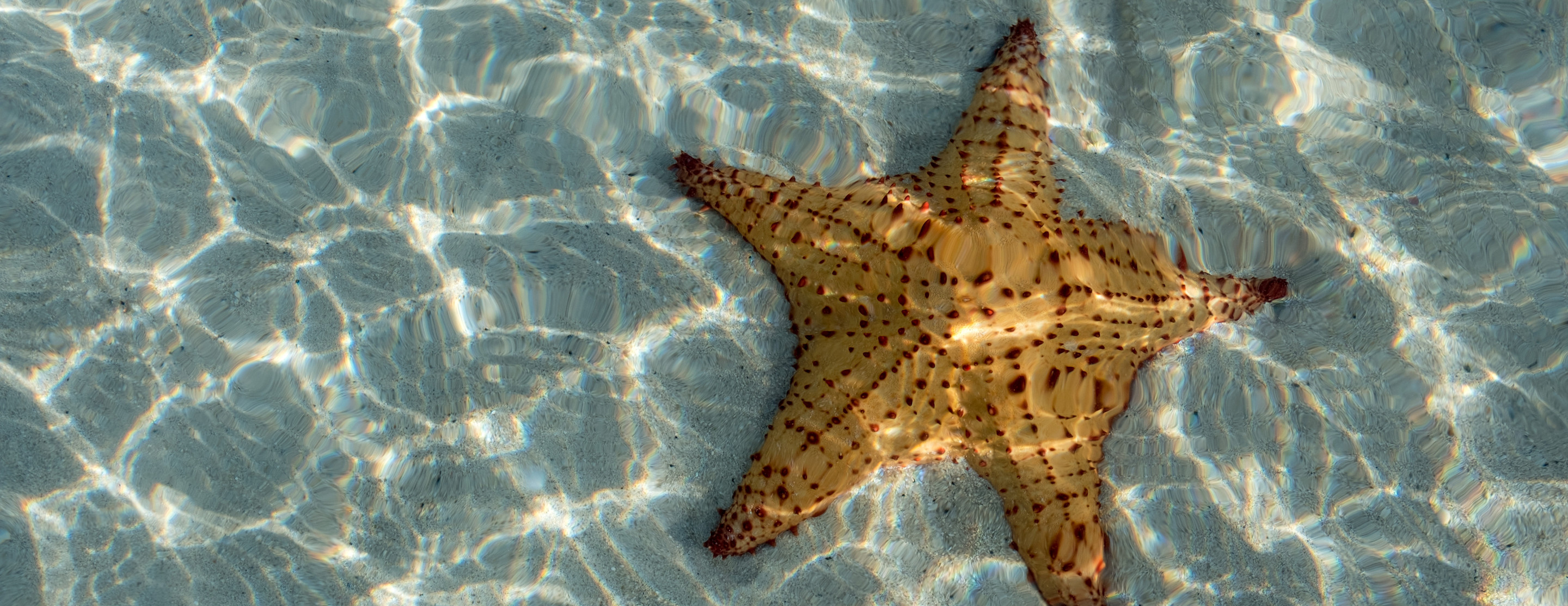 VNT - Wildlife Starfish