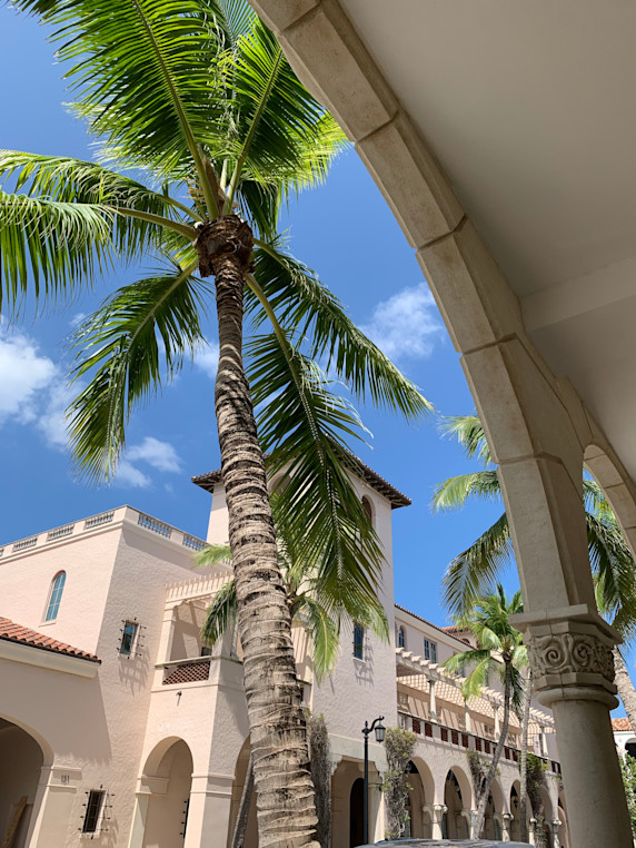 VIN - Worth Avenue palm trees