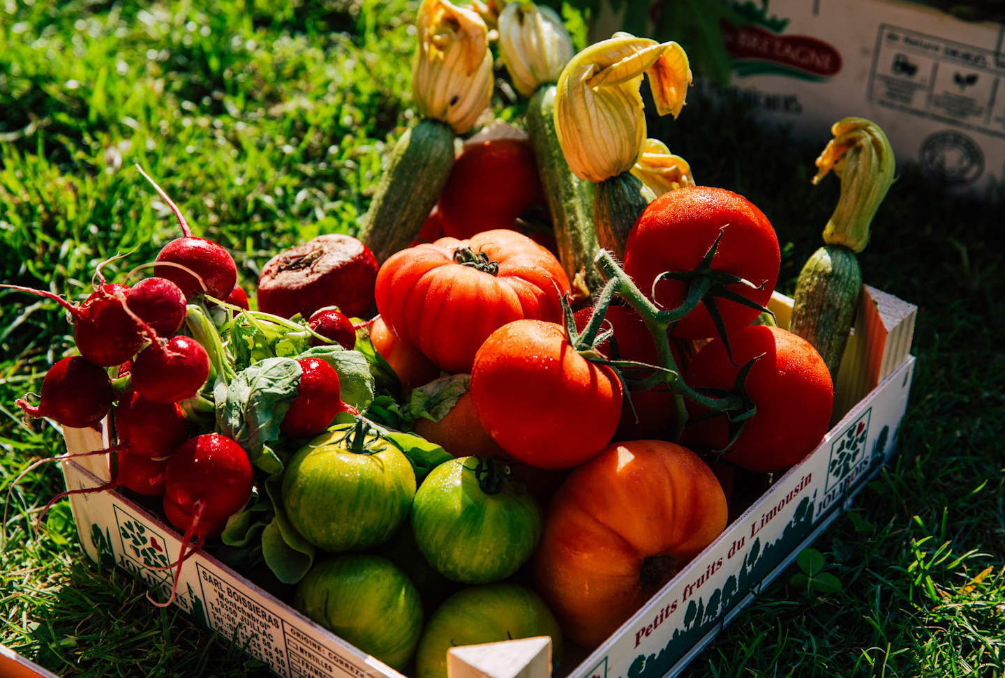CSM - Tomatoes