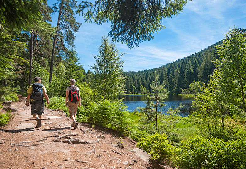 BPH - forest-bathing