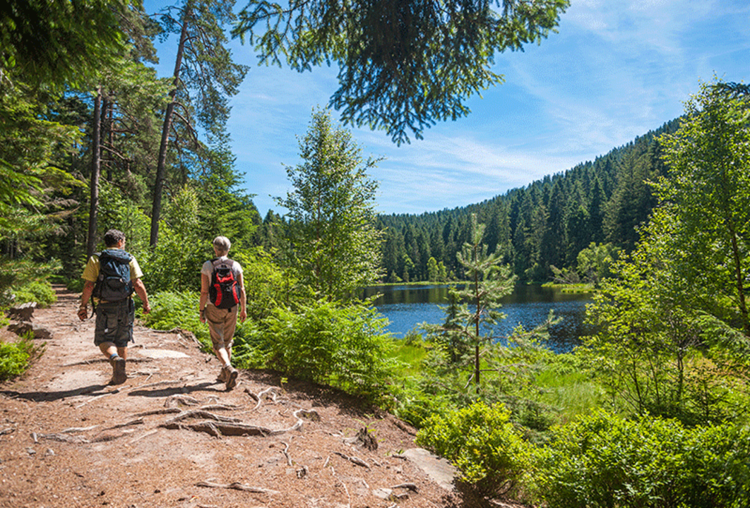 BPH - forest-bathing