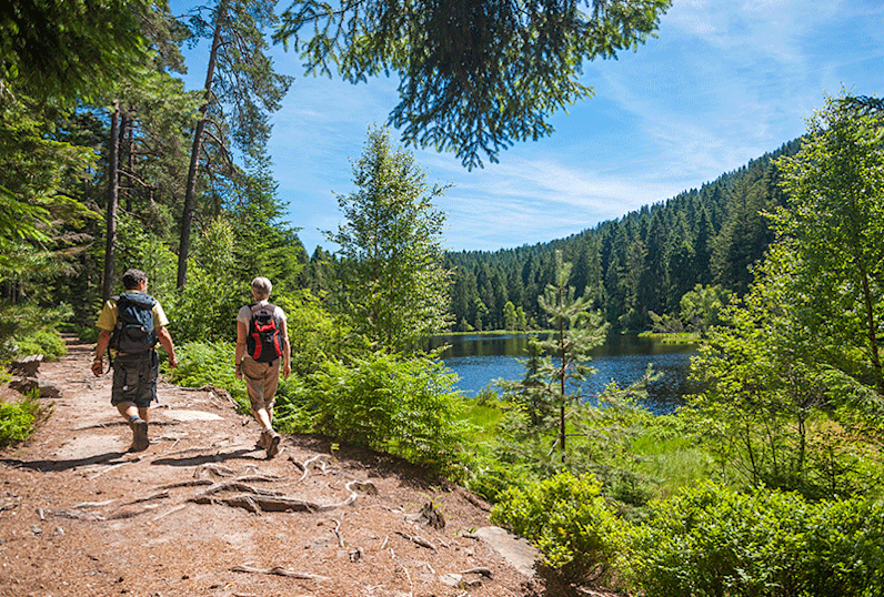 BPH - forest-bathing