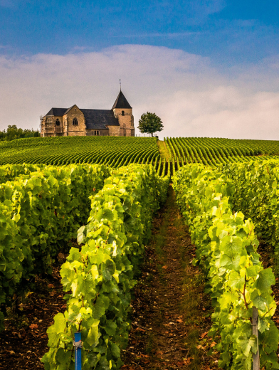 LBP - we du sommelier champagne