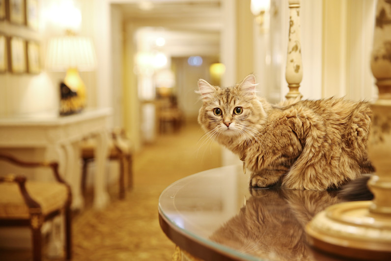 Lilibet - The Lanesborough