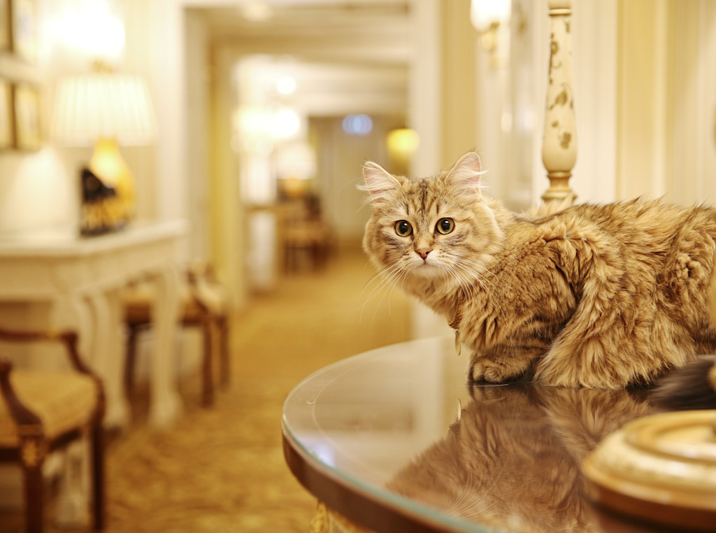 Lilibet - The Lanesborough