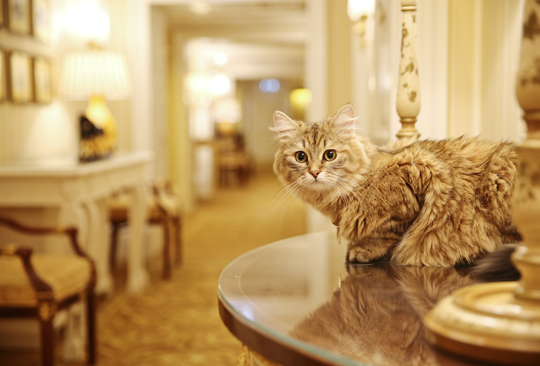 Lilibet - The Lanesborough