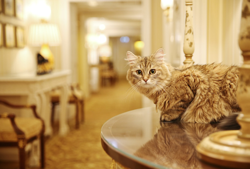 Lilibet - The Lanesborough