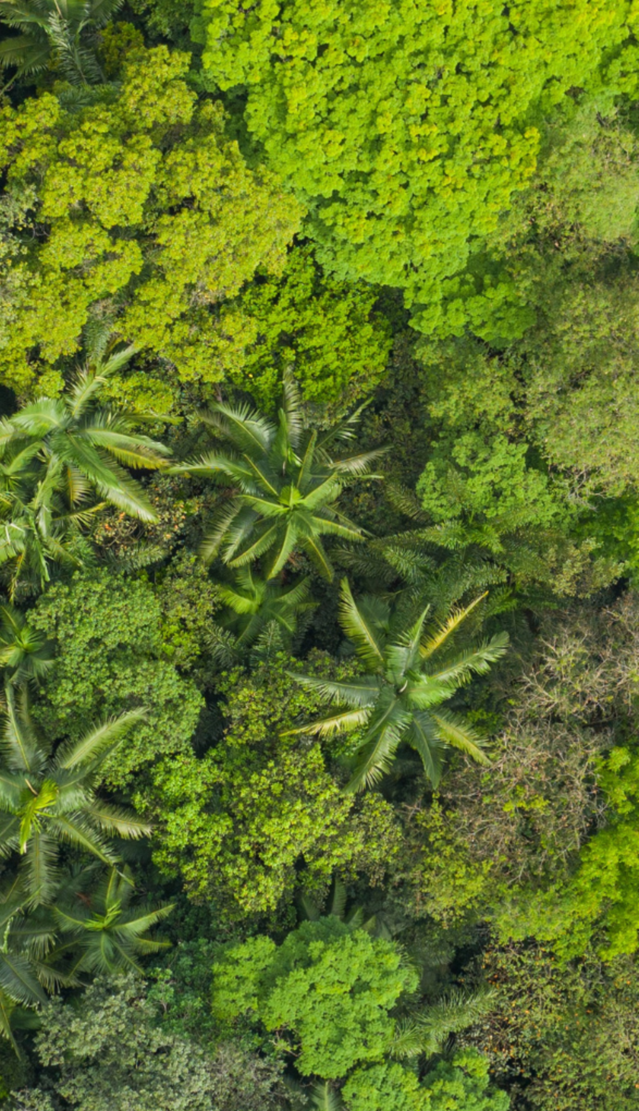 SAO- Palácio Tangará Exterior
