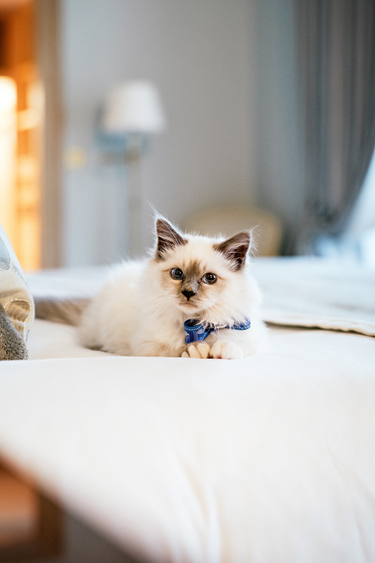 LBP - Socrate, nouveau résident du Bristol Paris DwouR