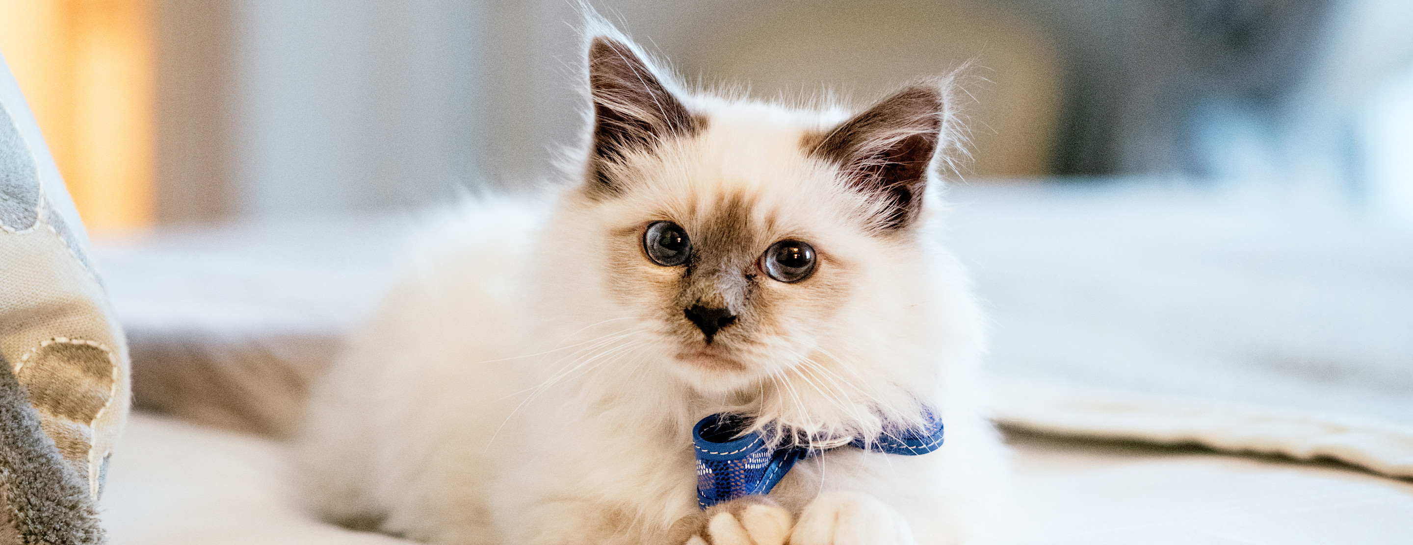 LBP - Socrate, nouveau résident du Bristol Paris DwouR