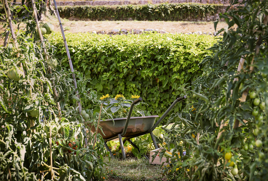 CSM - Kitchen garden