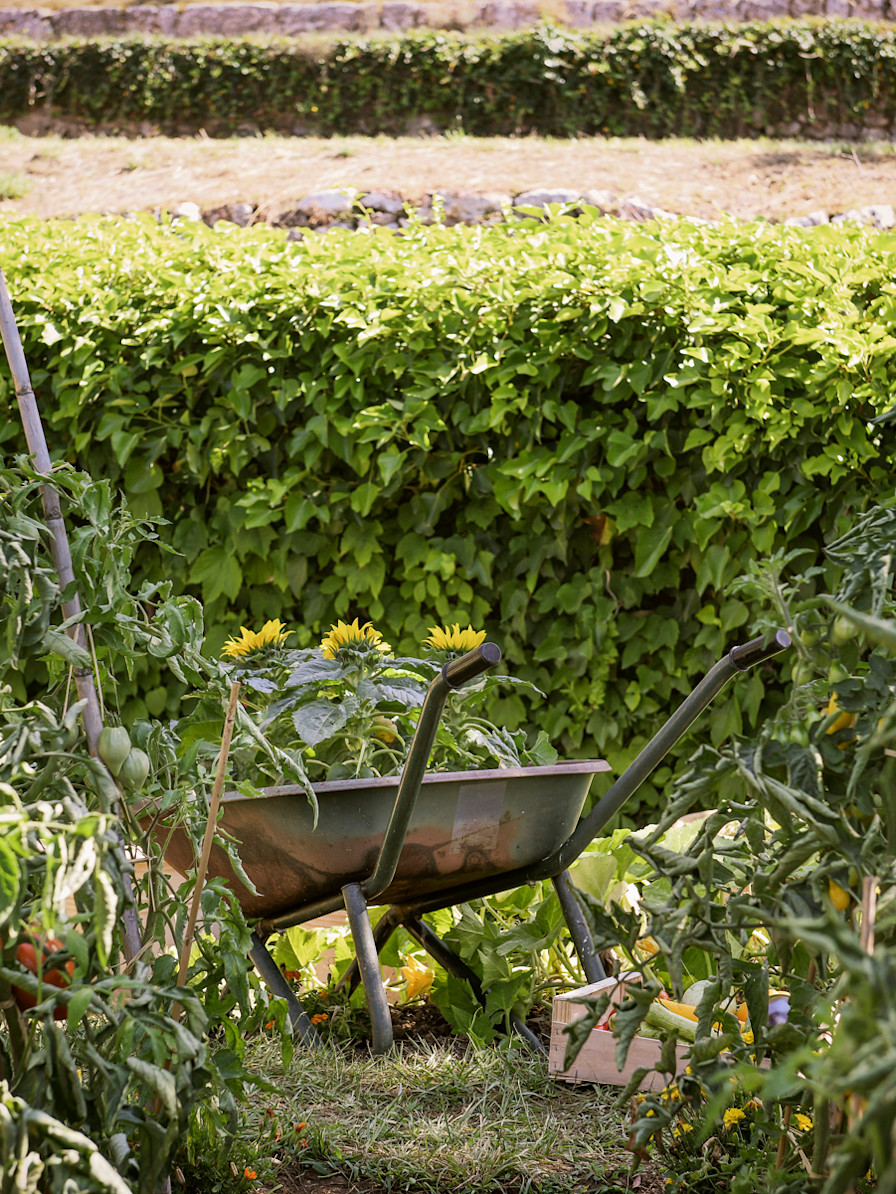 CSM - Kitchen garden