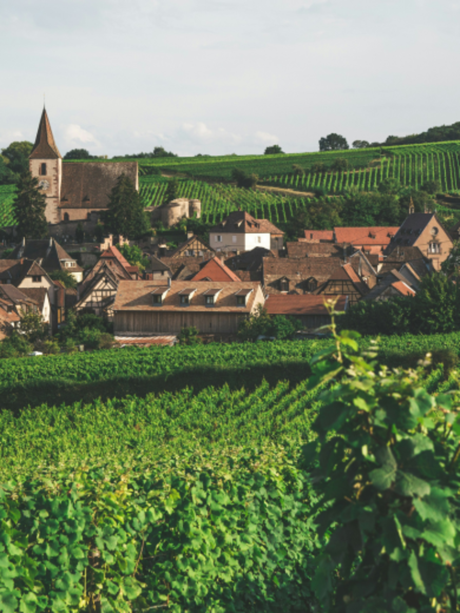 LBP - we du sommelier - alsace