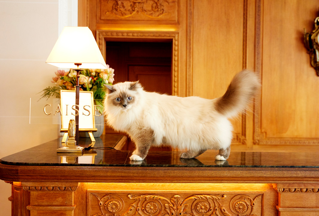 Le Bristol Paris - Socrate - ©Léa Crespi M6l0q