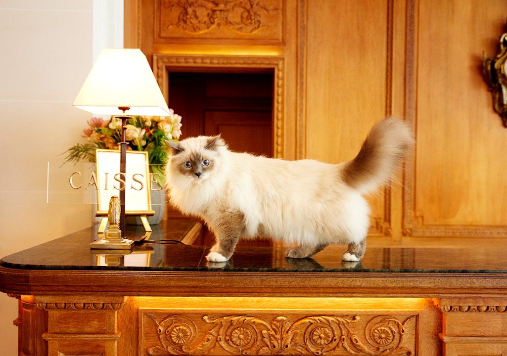 Le Bristol Paris - Socrate - ©Léa Crespi M6l0q