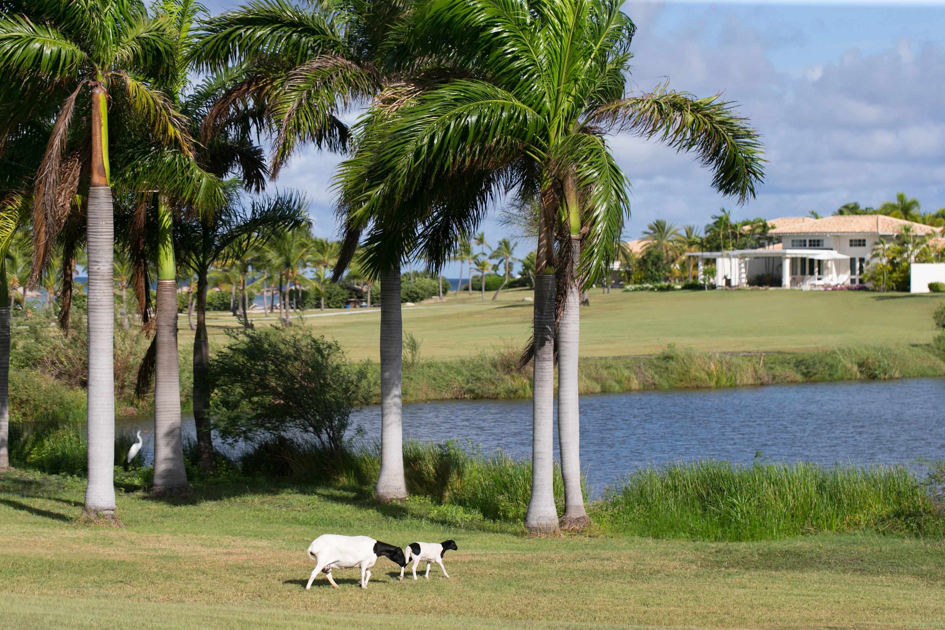 JBI - Sheep by Lake Nina