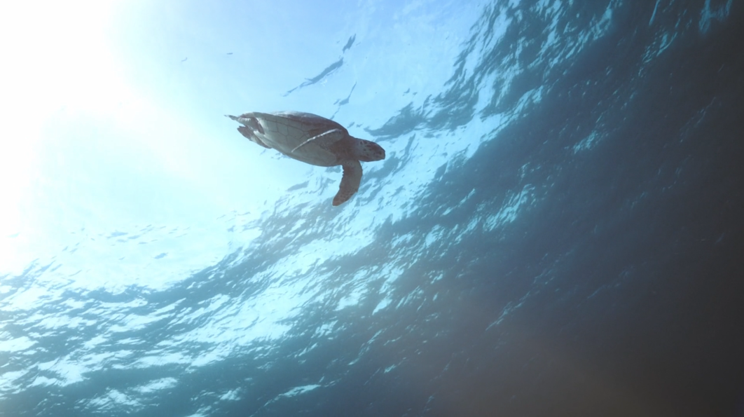 JBI - image from voices of change - turtle underwater