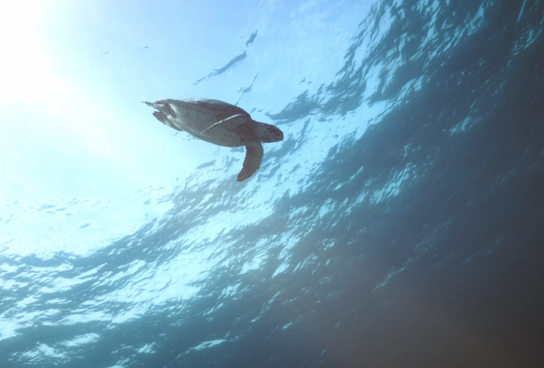 JBI - image from voices of change - turtle underwater