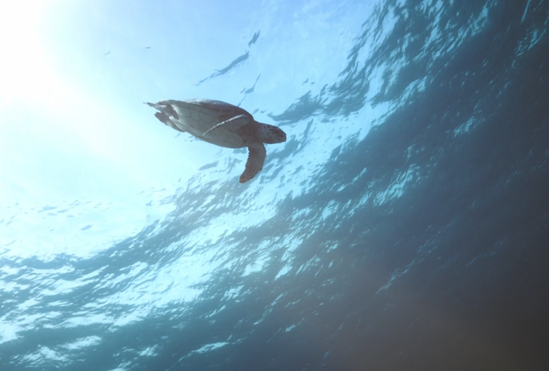 JBI - image from voices of change - turtle underwater