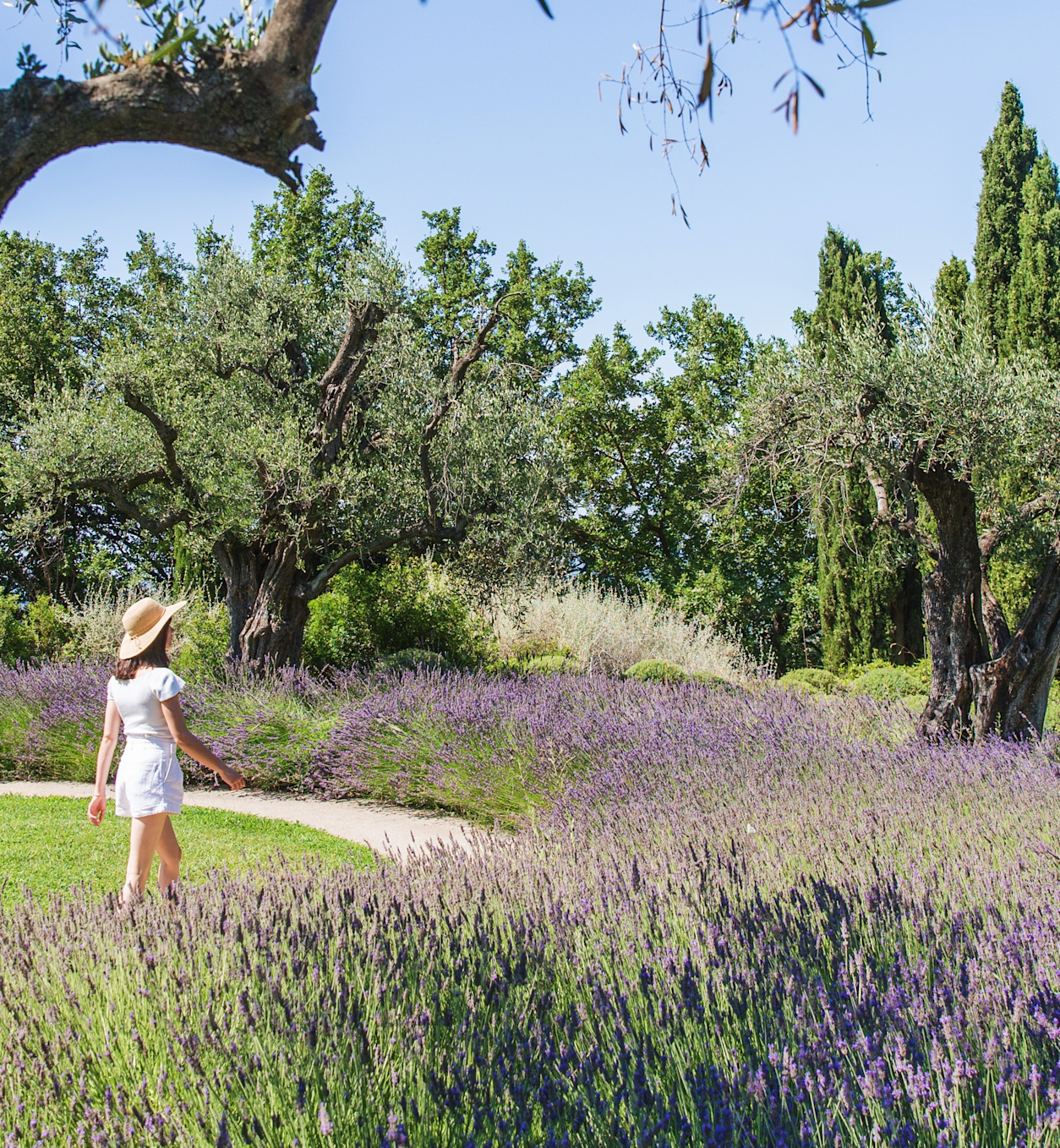 CSM - Lavander fields in the gardens