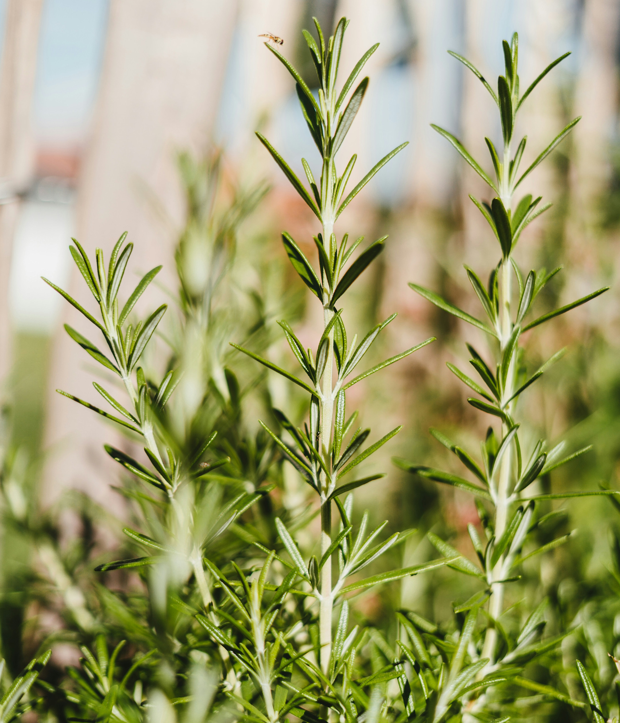 LAN - Lanesborough Gin Rosemary