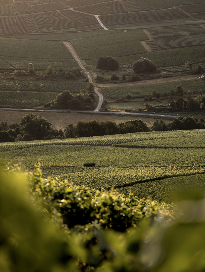 LBP - Wine Monday - Maison Bereche 