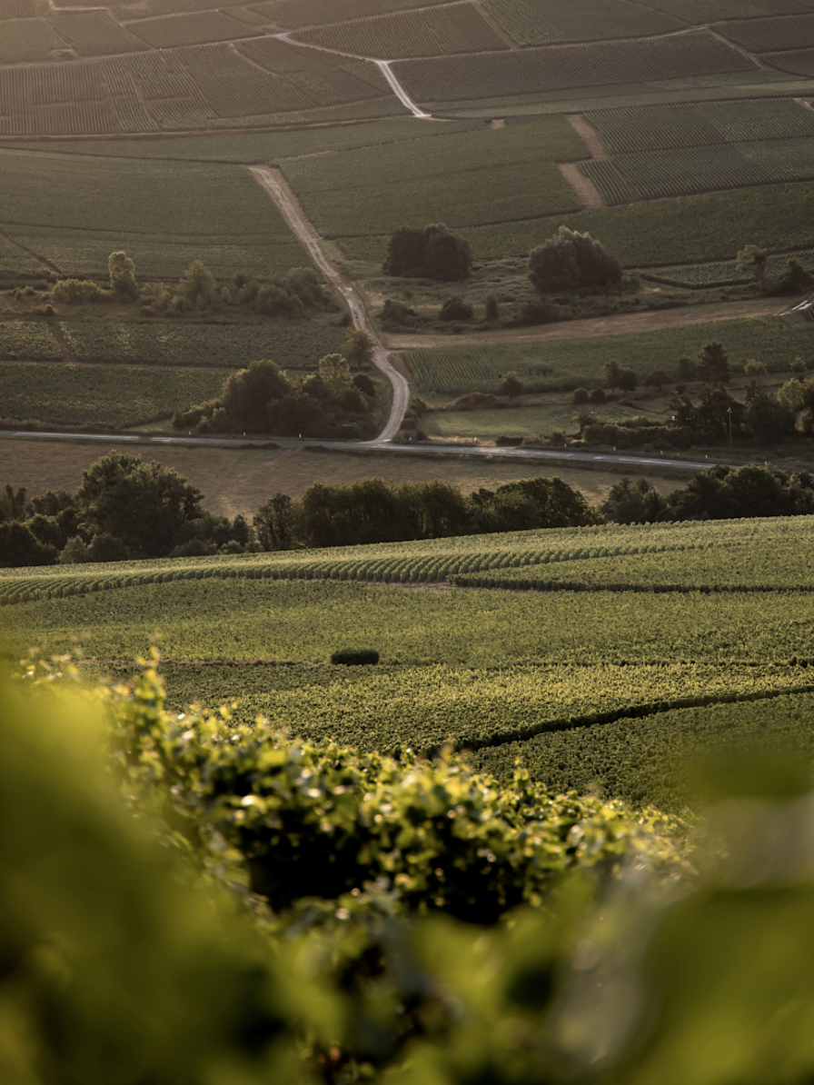 LBP - Wine Monday - Maison Bereche