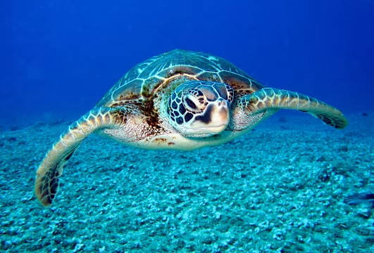 VNT - Hawksbill Turtle Project
