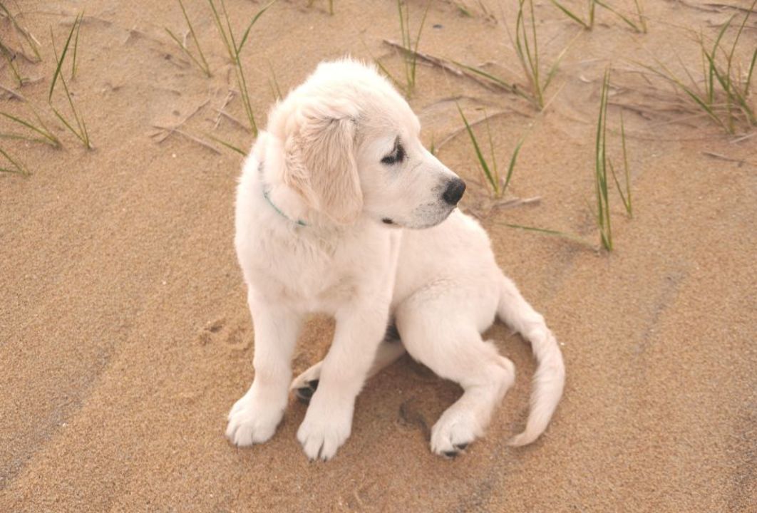 VIN - dog - rezised for service slider