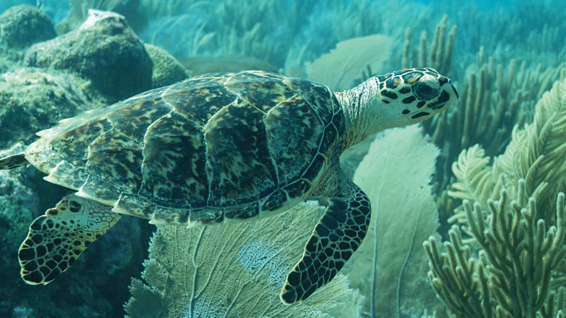 JBI - Hawksbill Project Turtles