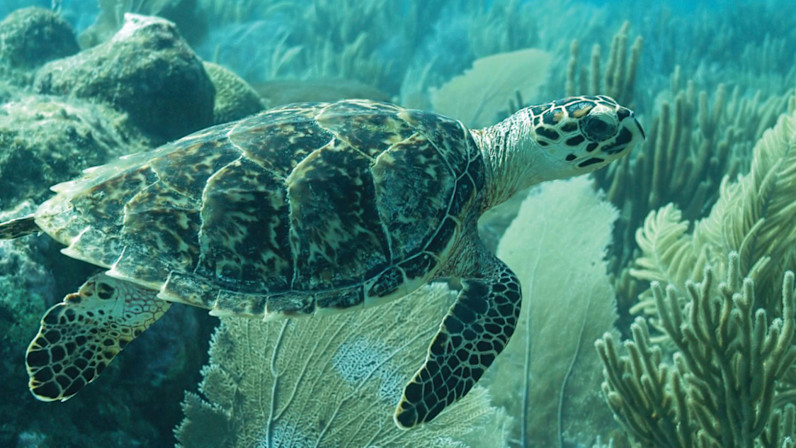 JBI - Hawksbill Project Turtles