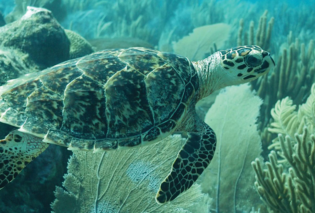 JBI - Hawksbill Project Turtles
