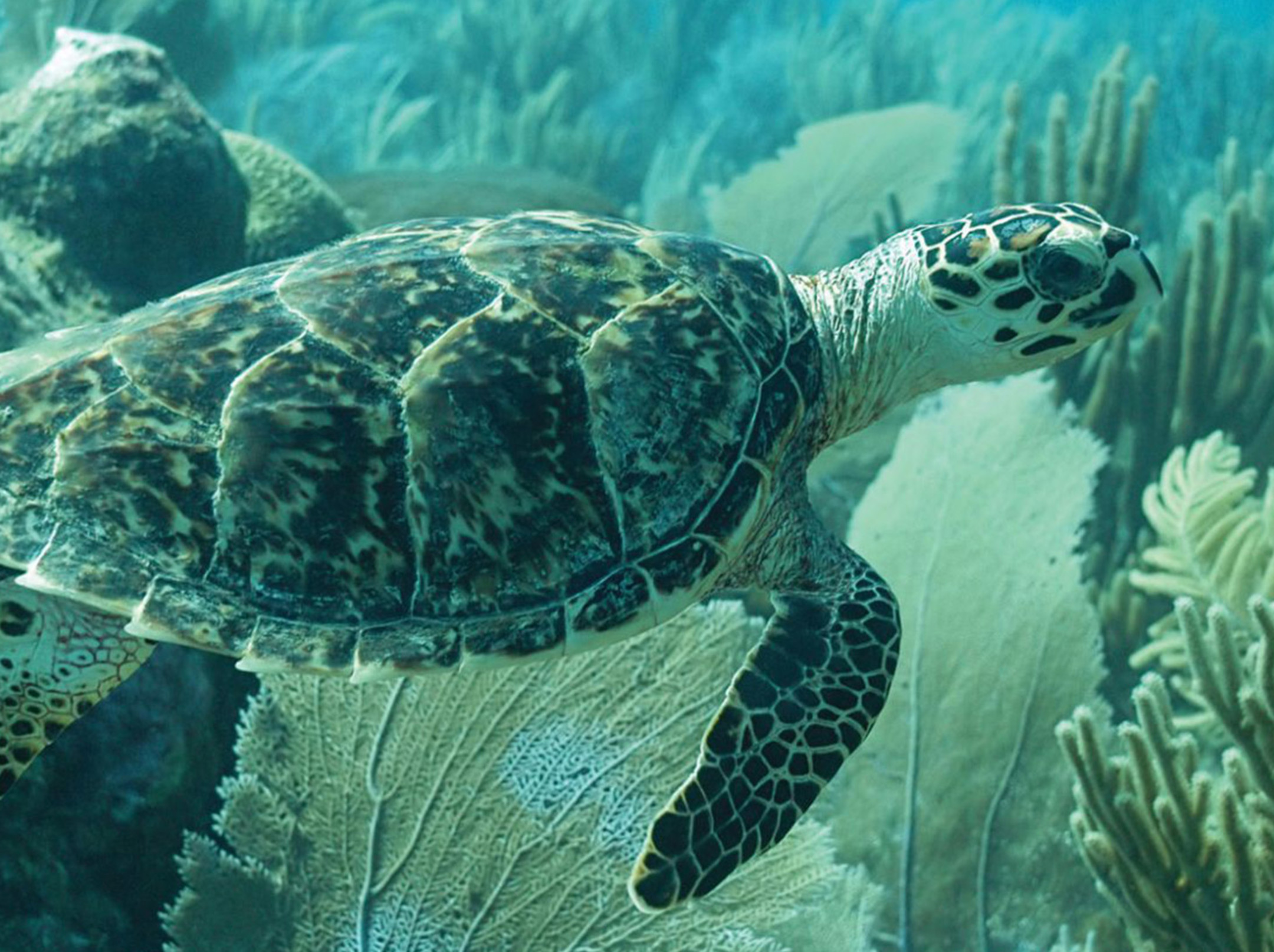 JBI - Hawksbill Project Turtles