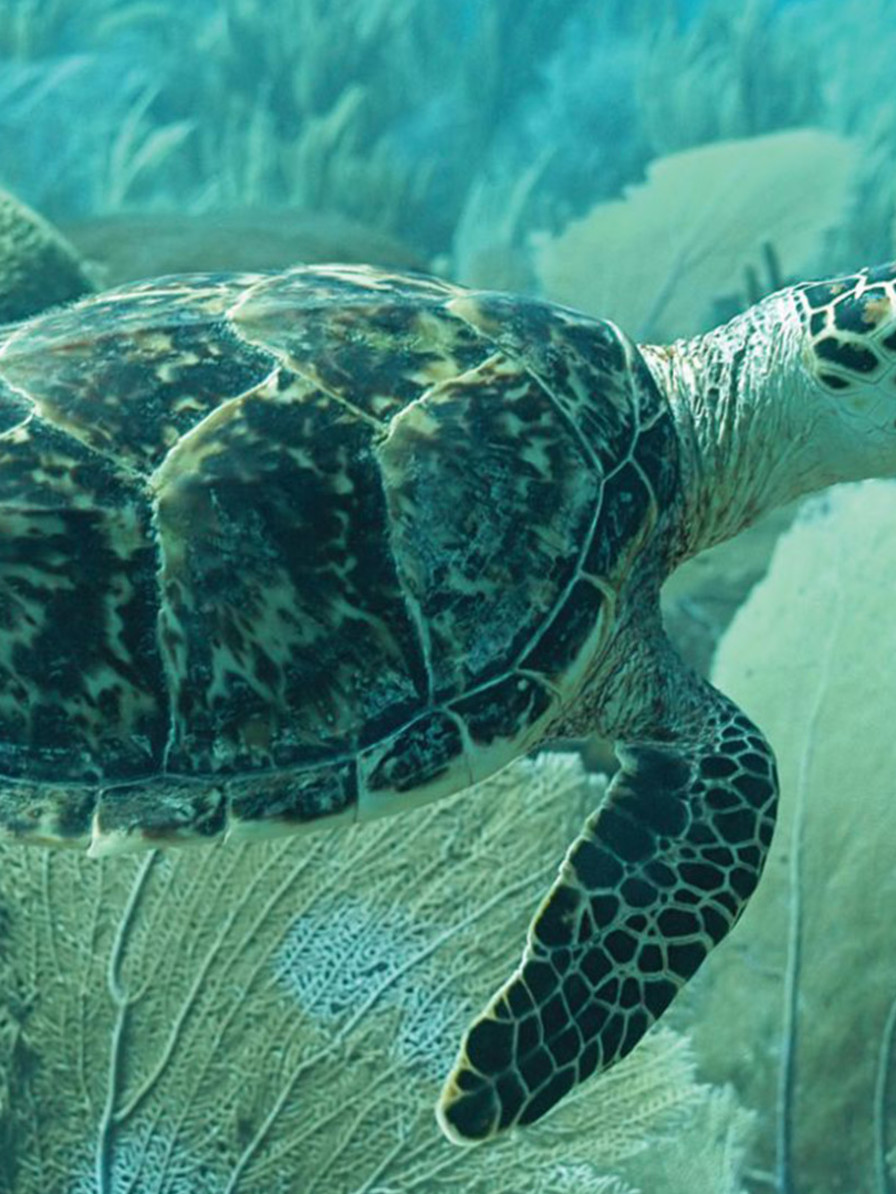 JBI - Hawksbill Project Turtles