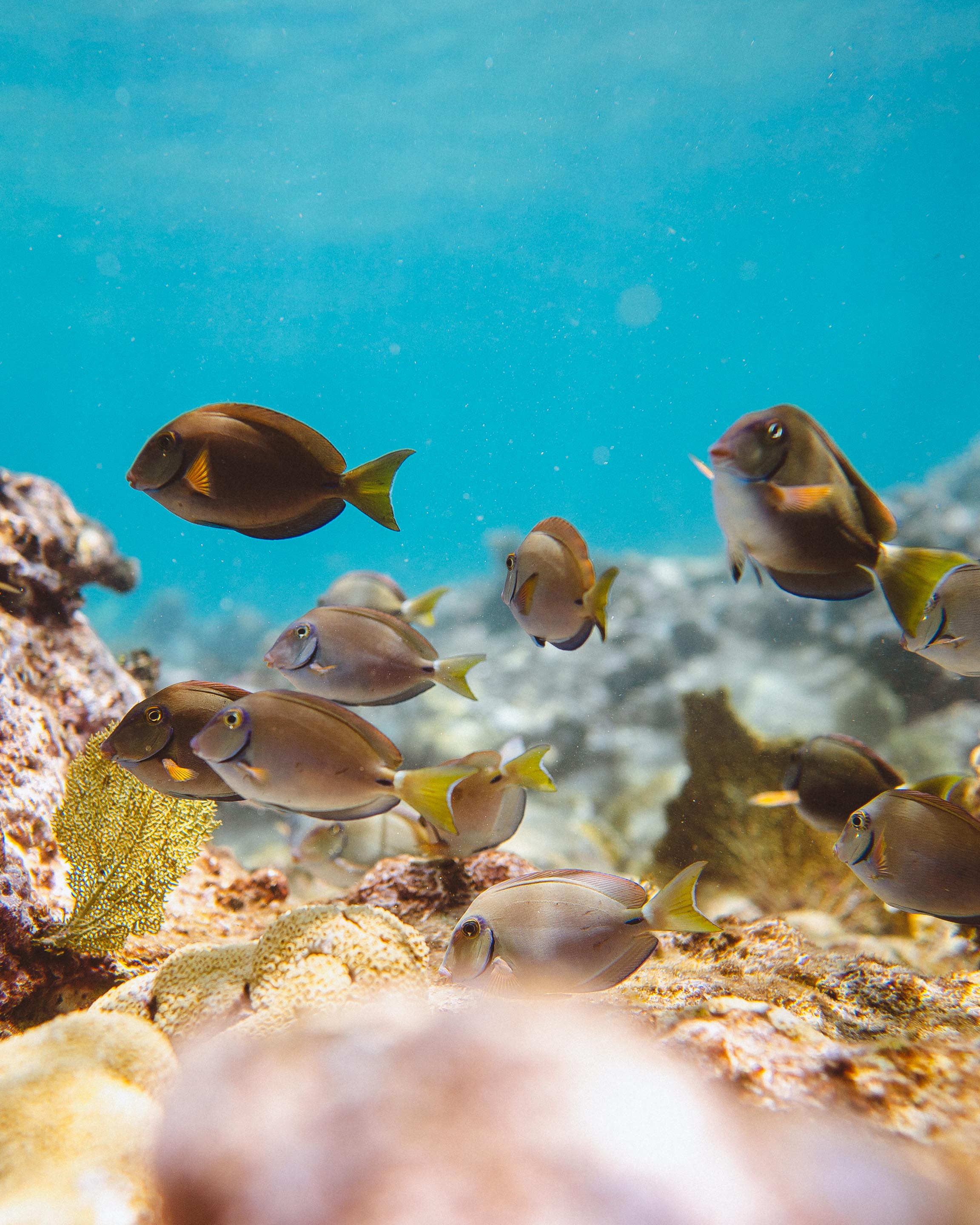 JBI - Coral Reef Fish