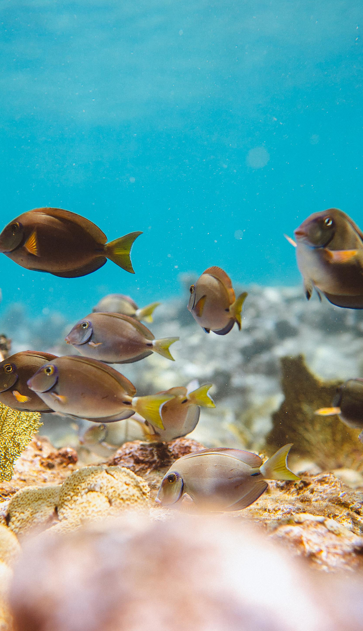 JBI - Coral Reef Fish