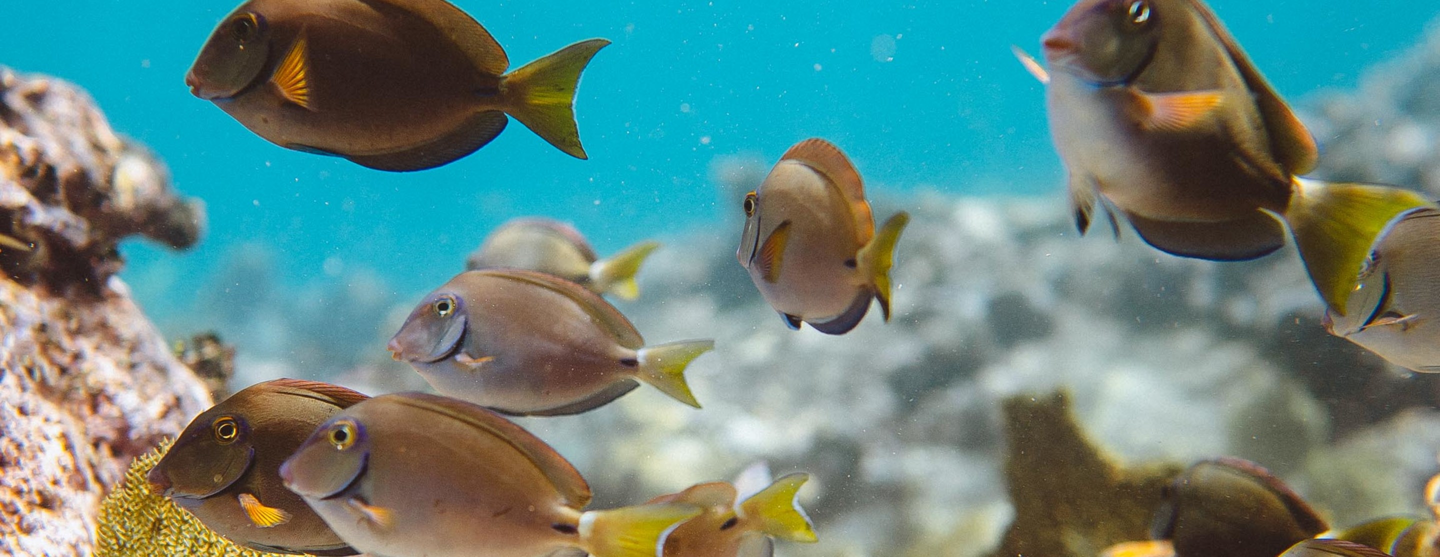 JBI - Coral Reef Fish