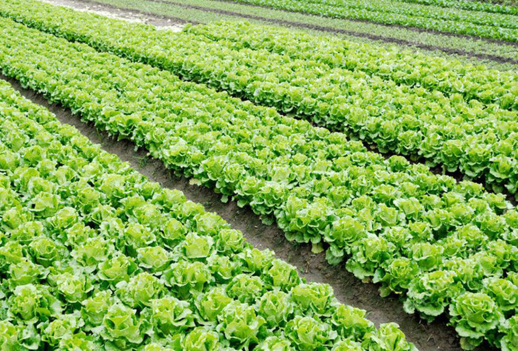 LAN - The Lanesborough London