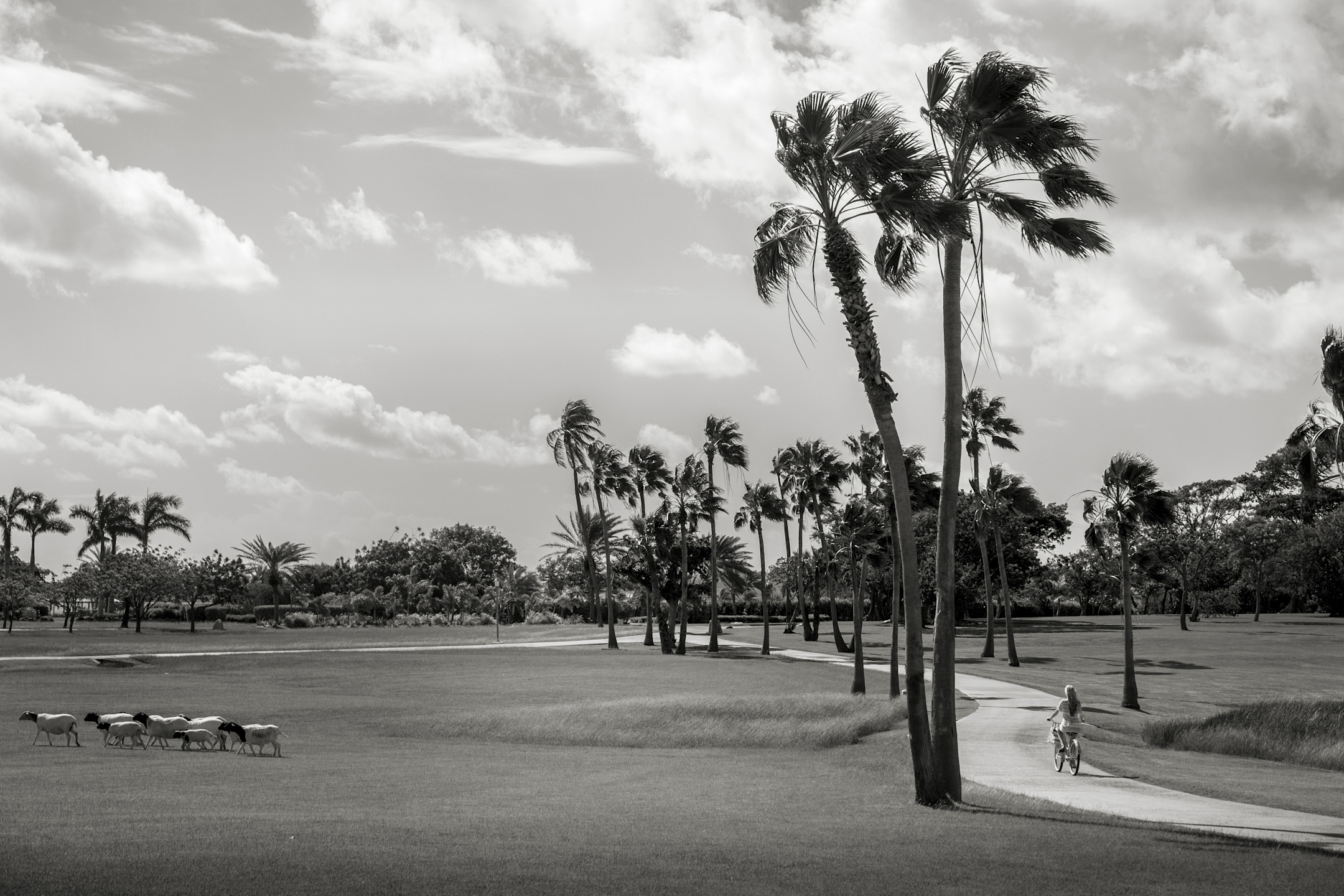 JBI - Sheep - Black&White