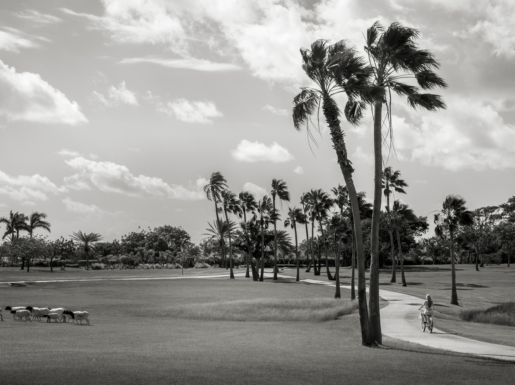 JBI - Sheep - Black&White