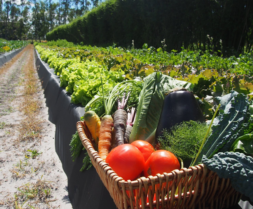 VNT - Sustainability - Vegetables