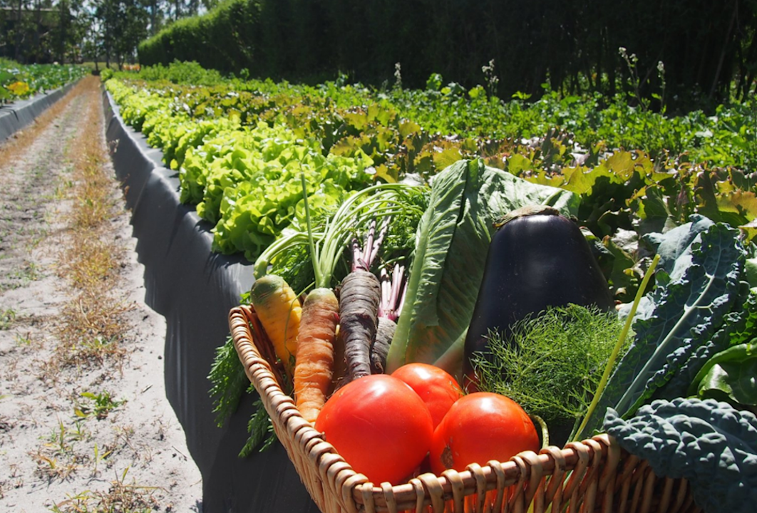 VNT - Sustainability - Vegetables
