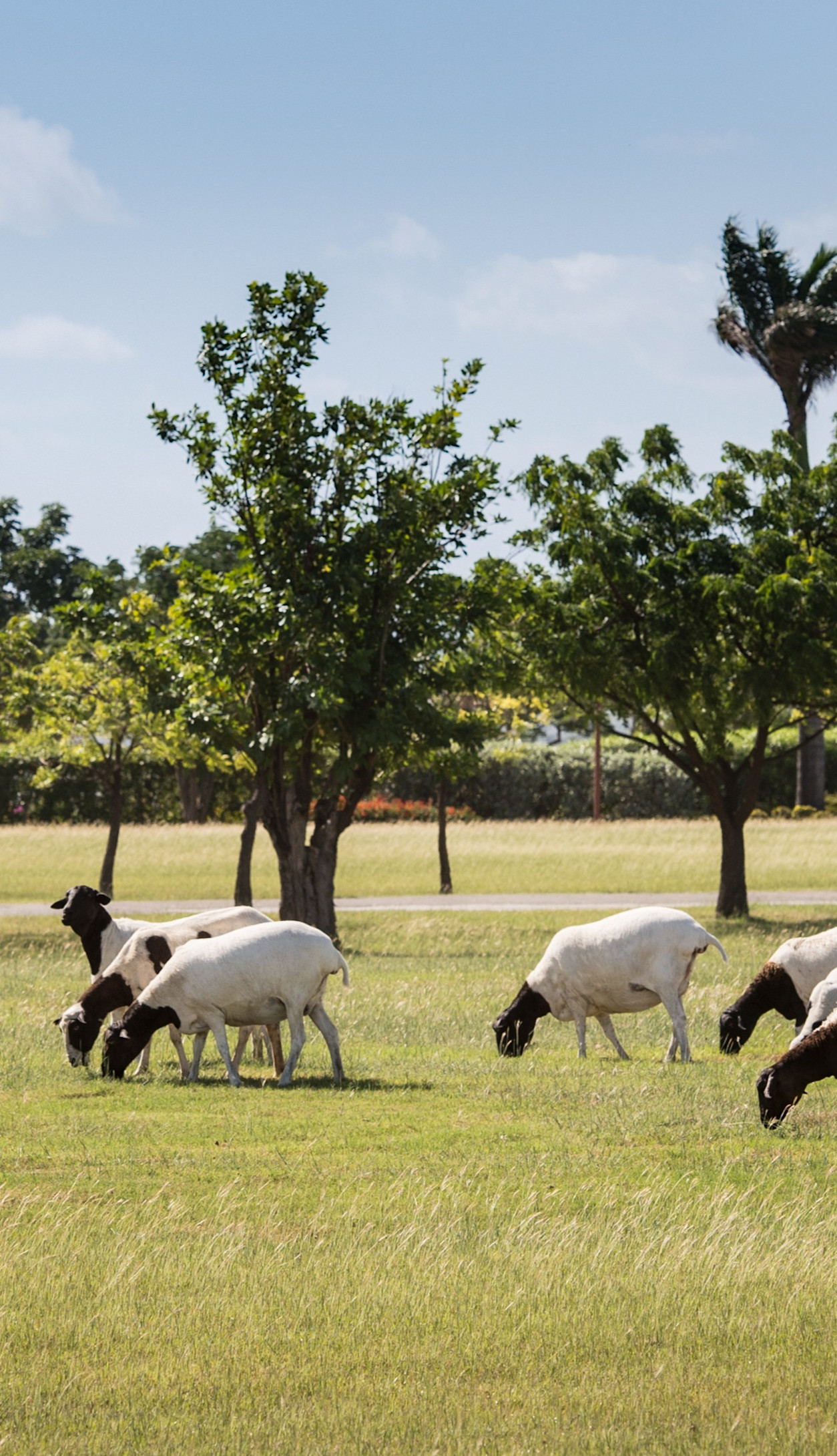 JBI - Wildlife - Nature