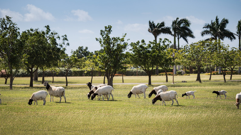 JBI - Wildlife - Nature