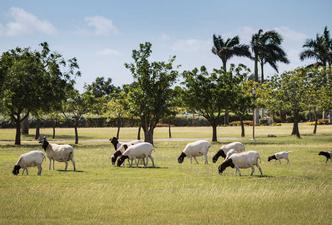 JBI - Wildlife - Nature