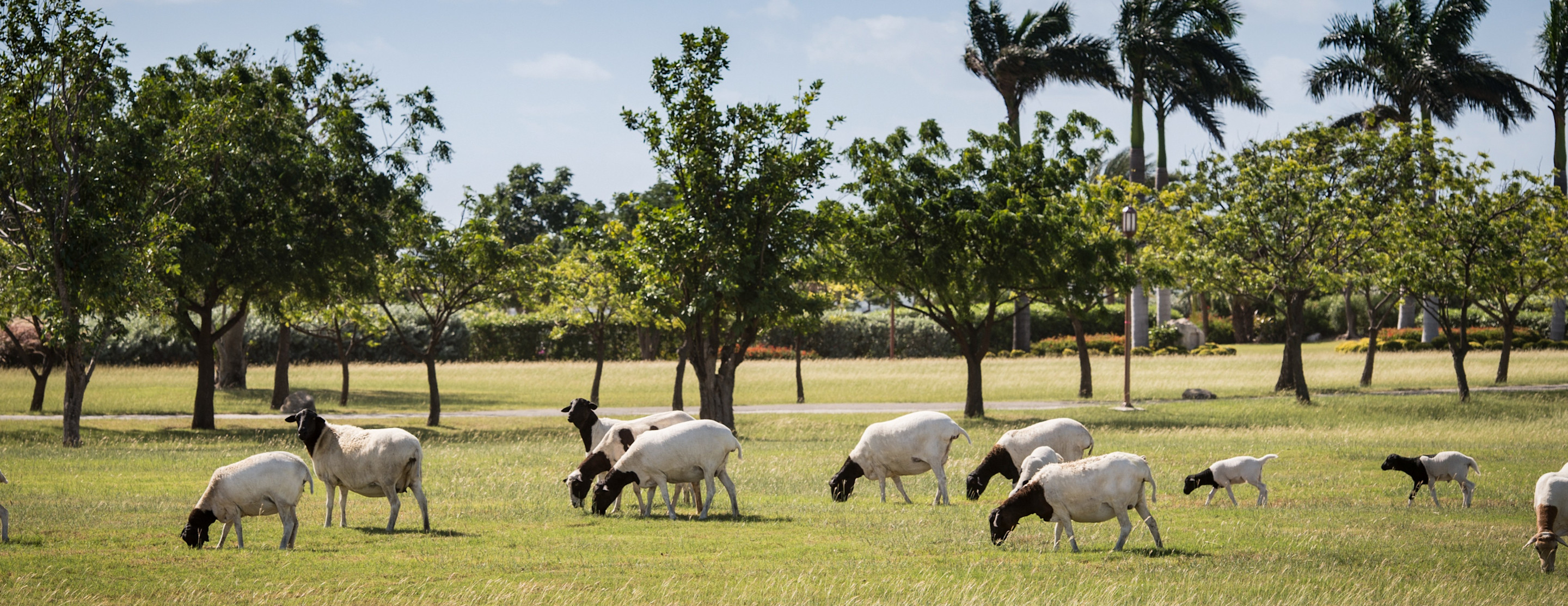 JBI - Wildlife - Nature