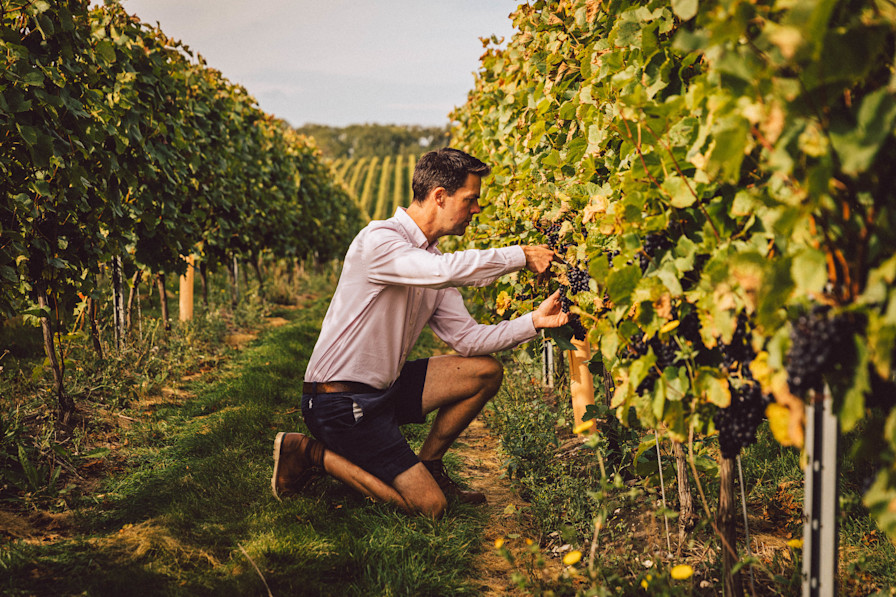 LAN - Chapel Down Sparkling Wine Tasting