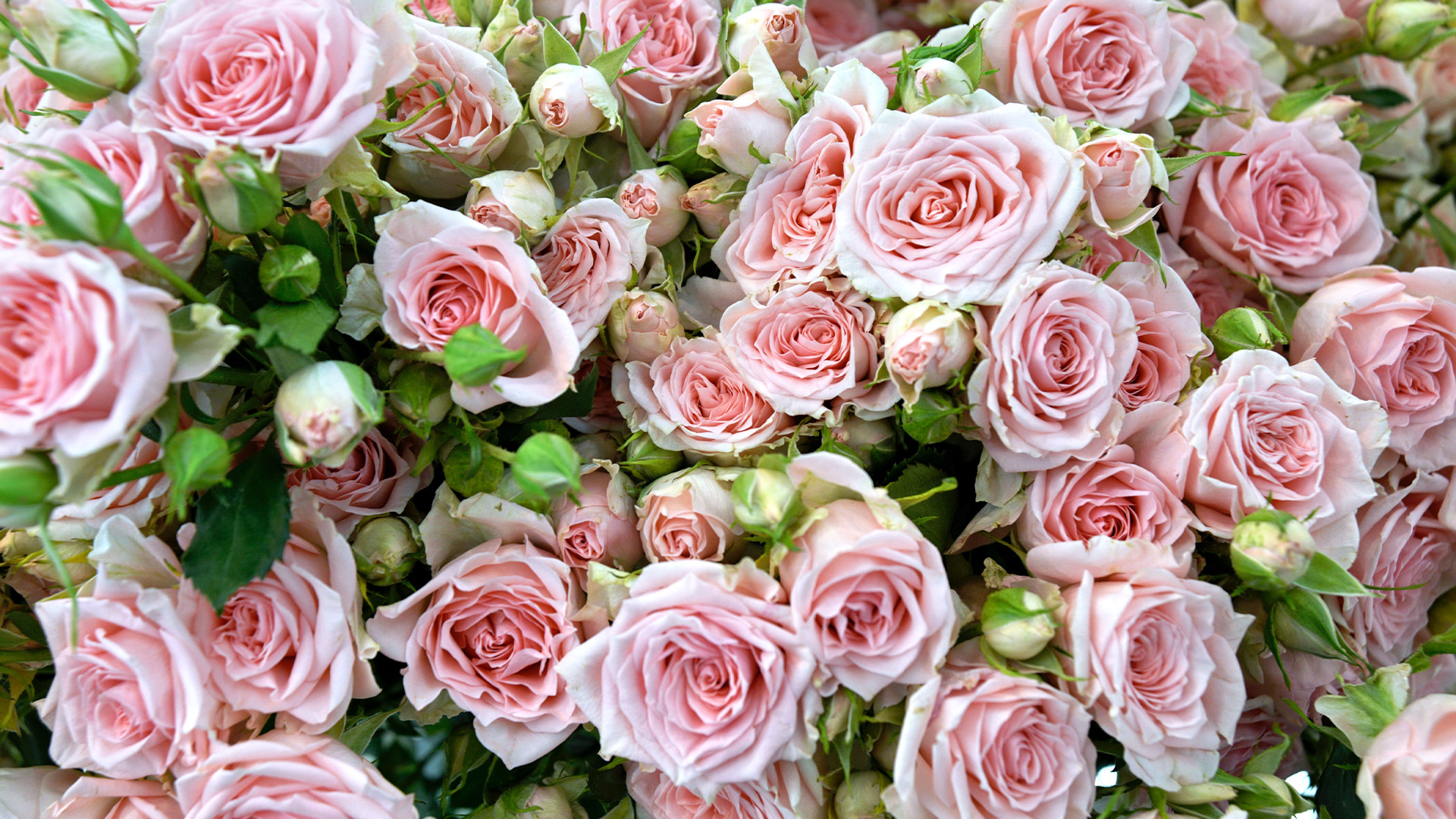 VNT - Wedding - roses