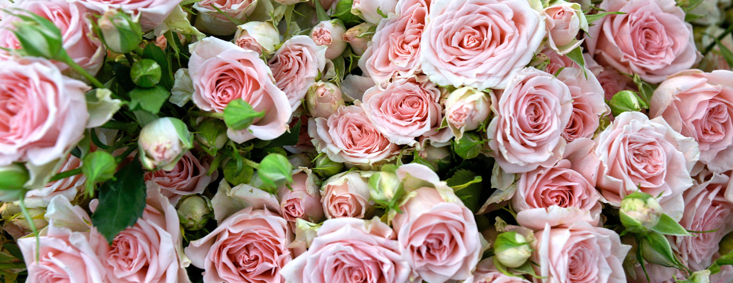 VNT - Wedding - roses